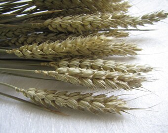 Bunch of Dried Wheat, Wedding Flower, Wheat, Wedding Dried Flowers, Rustic Wedding Decor, Wedding Decor, Home Decor, Holiday Decor
