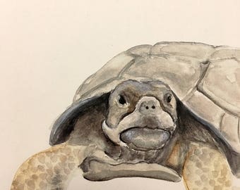 Tortoise watercolor | Etsy