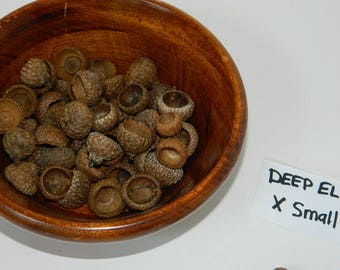 Acorn Caps for Crafting - Deep Bowl Shaped Caps - Extra Small Sized Acorn Caps - Kids Arts and Crafts Projects - Art Teachers' Supplies