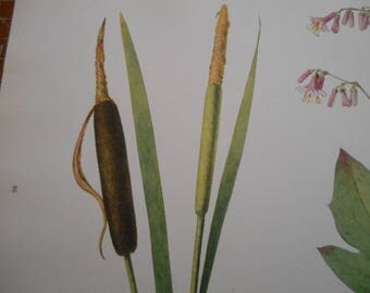 1924 Vintage botanical print, Cattails, Rattlesnake Root, antique lithograph