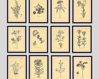 Any 6 Botanical Prints, Set of 6, Antique Botanical, Botanical Print Set, Set of Prints, Cottage Decor, Old Flower Illustration, Wildflower
