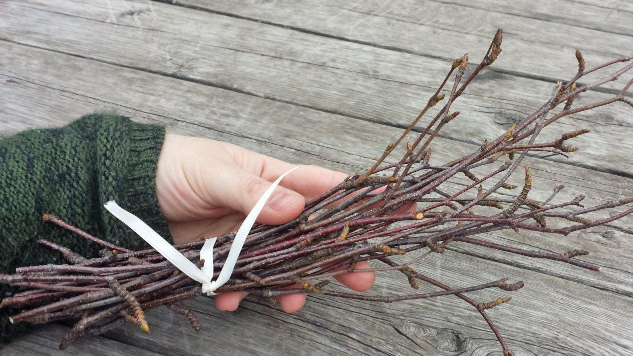 RESERVED Birch Twigs for Crafts and Country Weddings, 15 Bundles of 20 Stems from White Birch