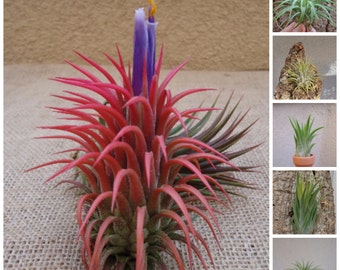 5 Pack Assorted Ionantha Air Plants FREE SHIPPING