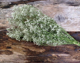 Dried Baby's Breath Bunch - Christmas Decor, Weddings, Craft Supply and Special Events - Dried Ivory Baby's Breath
