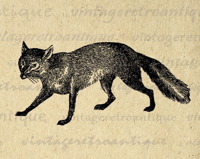 Antique Fox Digital Graphic Printable Image Animal Download Artwork Vintage Clip Art Jpg Png Eps HQ 300dpi No.4069