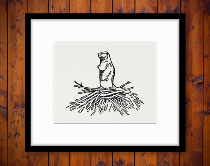 Printable Beaver Digital Image Animal Download Beaver Dam Graphic Vintage Clip Art Jpg Png Eps HQ 300dpi No.462