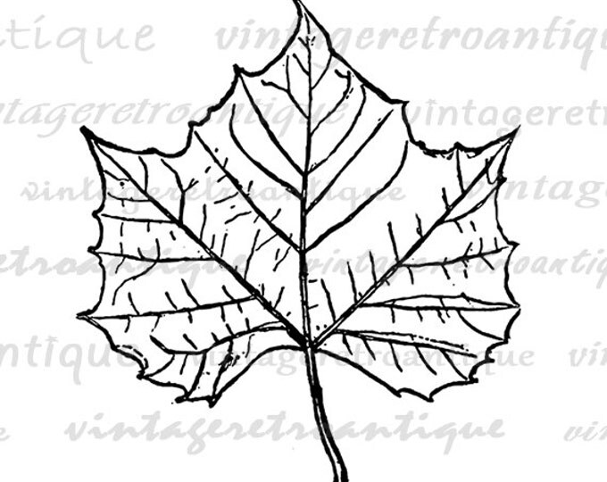 Tree Leaf Digital Image Graphic Fall Download Printable Vintage Clip Art Jpg Png Eps HQ 300dpi No.1070