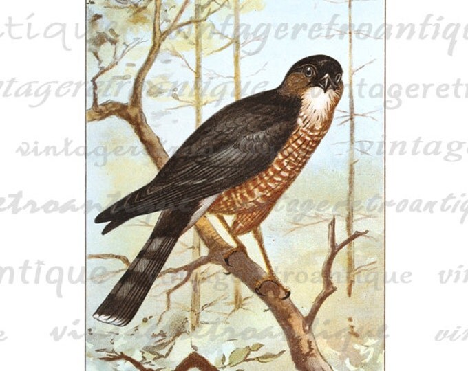 Printable Image Hawk Color Illustration Graphic Bird Artwork Digital Download Antique Clip Art for Transfers etc HQ 300dpi No.914