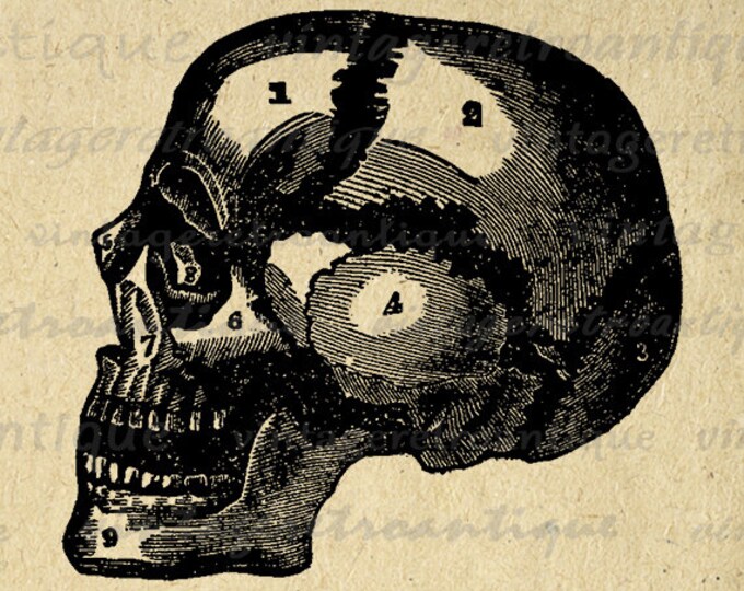 Skull Graphic Antique Printable Medical Diagram Digital Image Vintage Clip Art Jpg Png Eps HQ 300dpi No.122