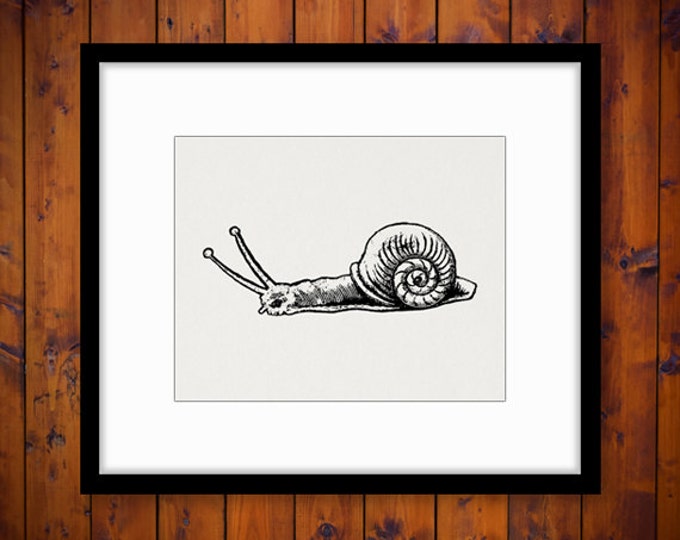 Snail Digital Image Graphic Download Printable Artwork Vintage Clip Art Jpg Png Eps HQ 300dpi No.3881