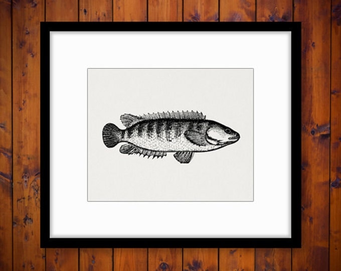 Digital Image Fish Graphic Antique Download Printable Vintage Clip Art Jpg Png Eps HQ 300dpi No.600