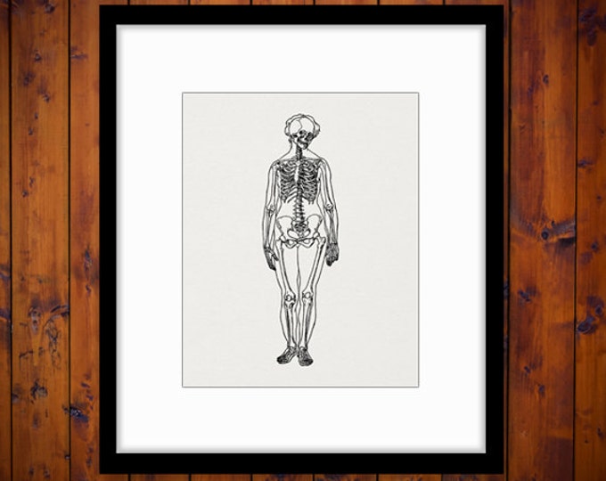 Digital Printable Female Skeleton Image Graphic Download Illustration Vintage Clip Art Jpg Png Eps HQ 300dpi No.2262