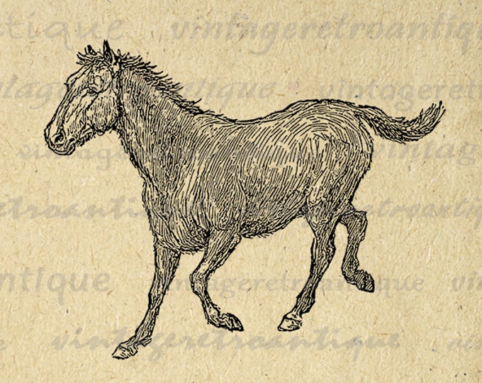 Running Horse Graphic Image Download Horse Illustration Digital Printable Vintage Clip Art Jpg Png Eps HQ 300dpi No.3060