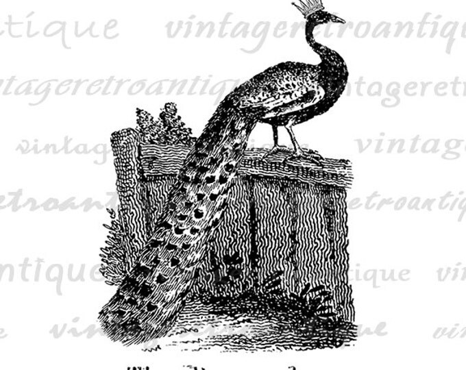 Peacock with Crown Digital Printable Download Bird Illustration Image Graphic Vintage Clip Art for Transfers etc HQ 300dpi No.969