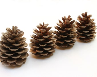 Pine cones 4 large pieces rustic wedding decor christmas natural craft wood branch supplies reclaimed art DIY organic creations vegan M1
