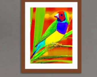 16 x 20 in. giclée- Rainbow Finch