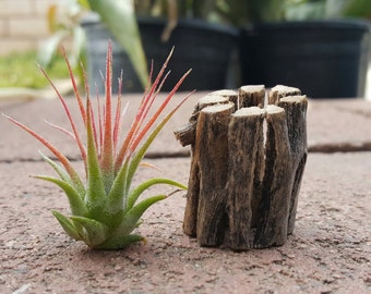 Cholla wood Tillandsia air plant stand