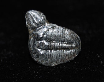 Unique Entwined Trilobite Earring with Sterling Silver Post