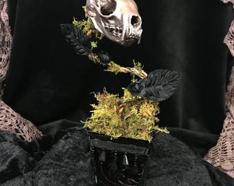Mink Skull Plant ~ Real Skull ~ Mink ~ Pine Marten ~ Weird Plant ~ Oddity ~ Taxidermy ~ Black Velvet ~ Gothic Decor ~ Curiosity Cabinet
