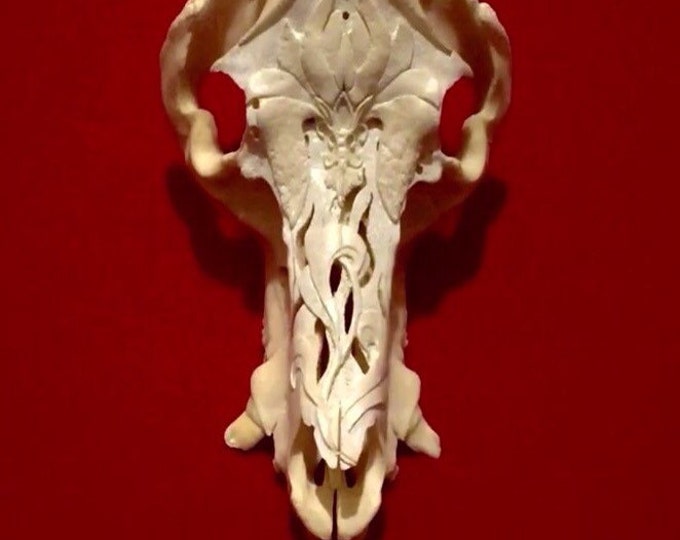 Hand carved adult boar skull, engraved with delicate pattern.