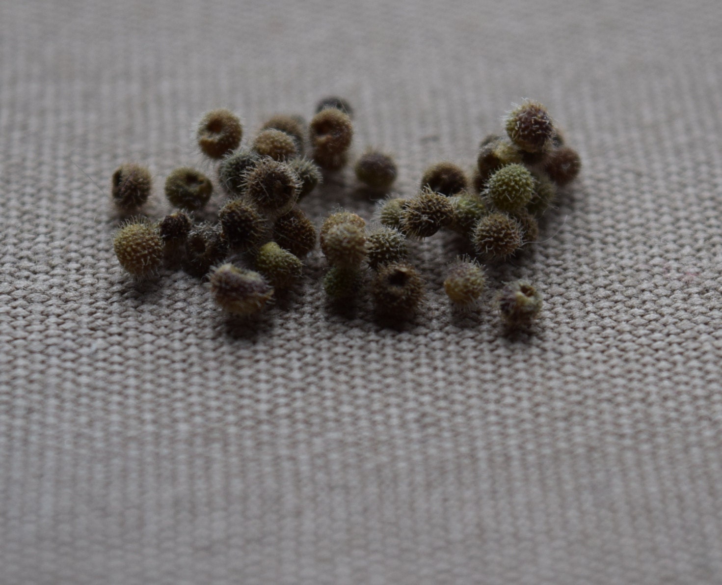 40 Organic Cleavers Seeds Galium Aparine by FreemanFamilyGrown