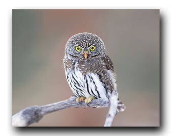 Owl Photo, Owl Print, Owl Art, Eule, Uil, Buho, Fine Art Print, Bird Picture, Bird Photography, Cute Owl, Tiny Owl, Adorable Owl, Pygmy Owl