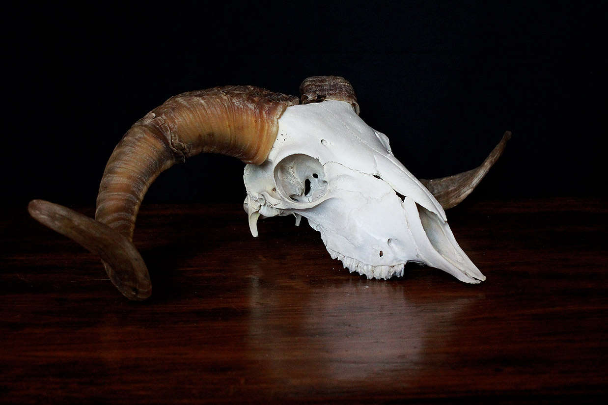 REAL RAM SKULL Whitehorned ram skull Real animal skull