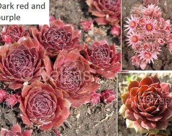 LIVE succulent ground cover Sempervivum (Hen and Chickens) very cold hardy broad leaf evergreen (-34.4 C (-30 F))
