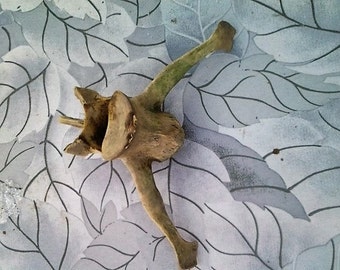 deer spine vertebrae//6 inches//foraged//blackswamp//ohio