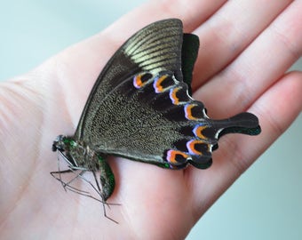 Butterfly Real Dried Butterfly Specimen Green Pastel