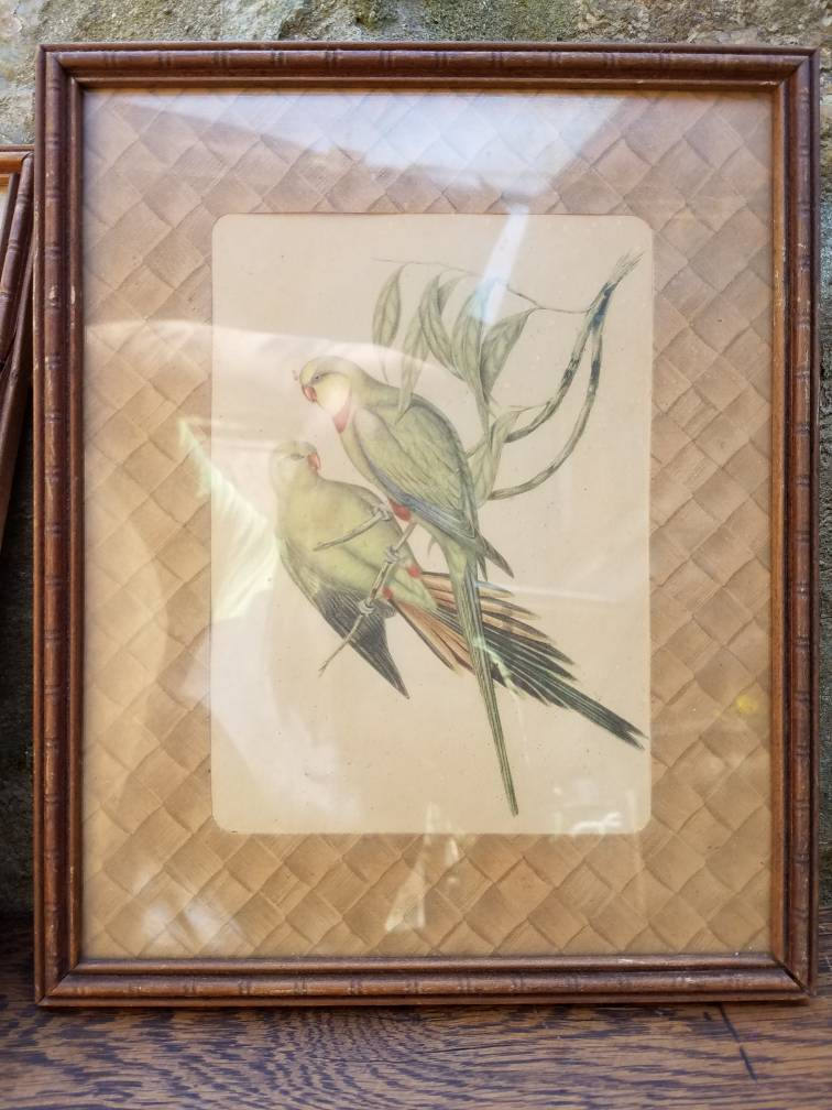 Vintage Framed Parrot Pictures J Gould Bird Prints Tropical