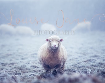 Frosty The Sheep 12x8 Print and Wall Art