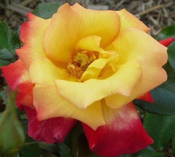 25 Pink And Yellow Rose Bush Flower Seeds Non GMO Heirloom