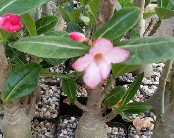 Adenium Arabicum Cactus Cacti Succulent Real Live Plant