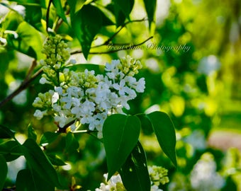 Green Shade, Photography, Home Decor