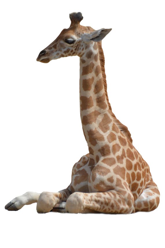 2 baby Giraffe PNG  on transparent background