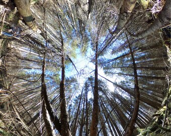 360 Forest - Poster