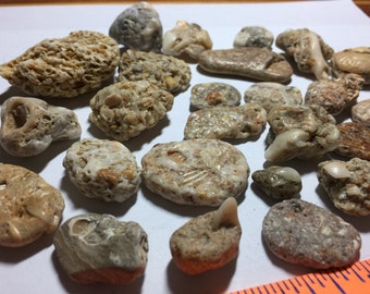 SALE 227 Ocean rocks 25 assorted types fossils shell chips mosaics collage nautical gardening