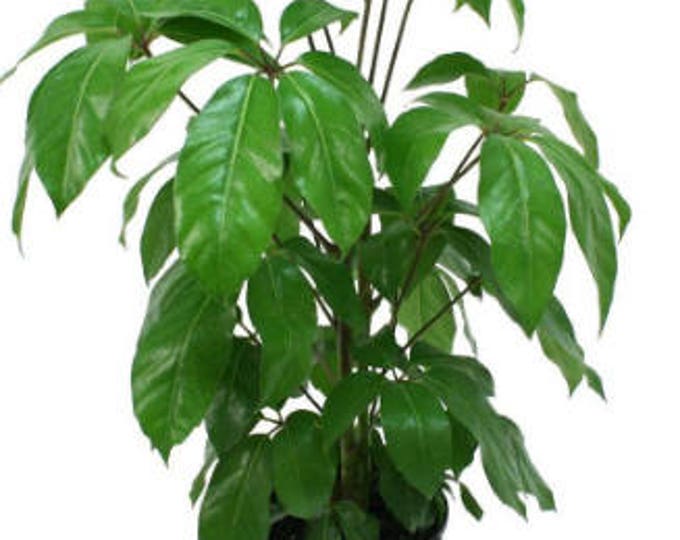 Live Houseplant Schefflera Amate Large leaf Umbrella Plant 30 Inch