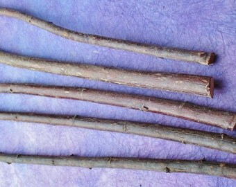 Willow Wand Wood Sticks, Willow Carving Wood, Salix Alba Tree of Witcheries, Woodworking Supply, Sacred Woods, Magical Tool Carving Willow