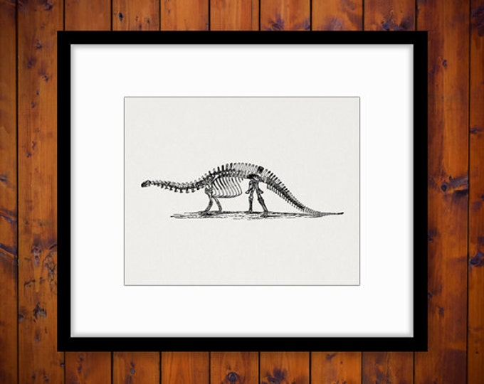 Brontosaurus Dinosaur Skeleton Printable Digital Graphic Image Download Vintage Clip Art Jpg Png Eps HQ 300dpi No.2728