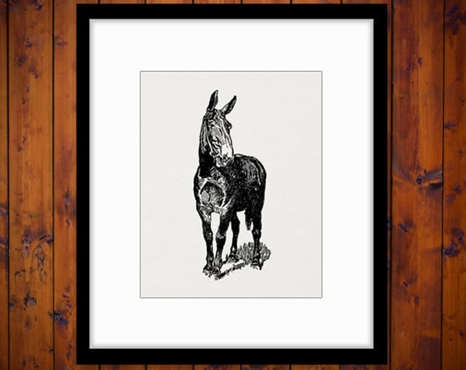 Printable Mule Horse Graphic Download Donkey Image Digital Vintage Clip Art Jpg Png Eps HQ 300dpi No.3064