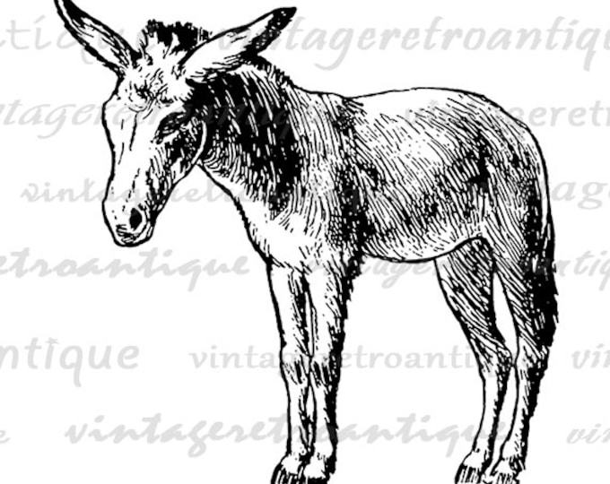 Printable Little Donkey Graphic Download Antique Horse Image Digital Jpg Png Eps HQ 300dpi No.737