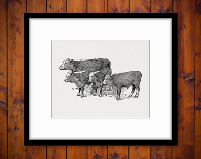 Printable Image Cows Antique Graphic Farm Animal Digital Download Vintage Clip Art Jpg Png Eps HQ 300dpi No.3588