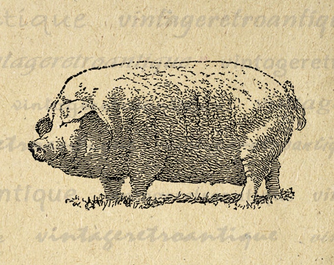 Big Pig Printable Image Graphic Illustration Digital Download Antique Clip Art Jpg Png Eps HQ 300dpi No.3215