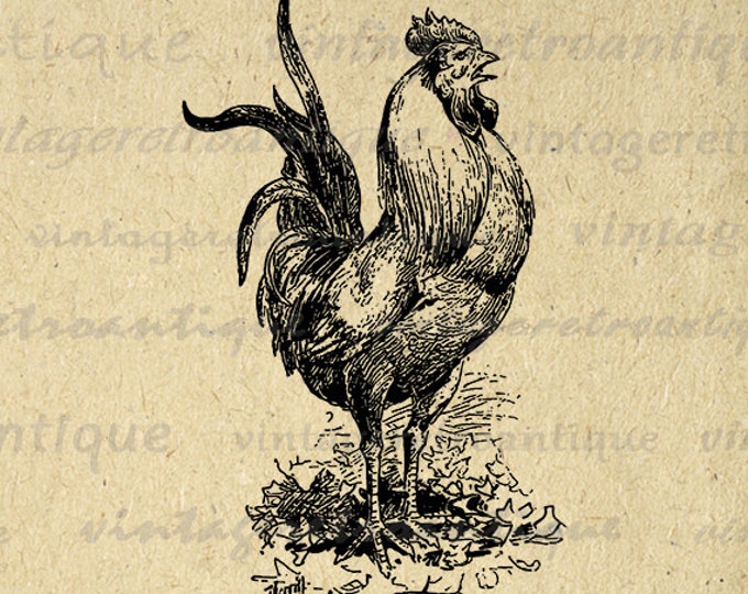 Printable Image Rooster Download Chicken Bird Graphic Illustration Digital Vintage Clip Art for Transfers etc HQ 300dpi No.3487