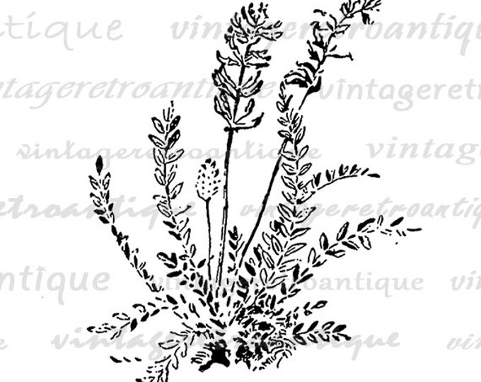 Digital Printable Ornate Flower Download Plant Graphic Image Vintage Clip Art Jpg Png Eps HQ 300dpi No.159