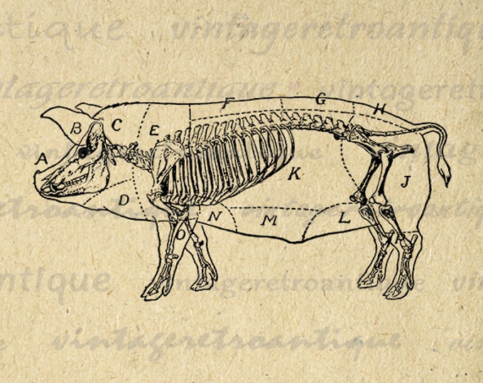 Printable Pig Diagram Graphic Image Digital Download Artwork Antique Clip Art Jpg Png Eps HQ 300dpi No.3445