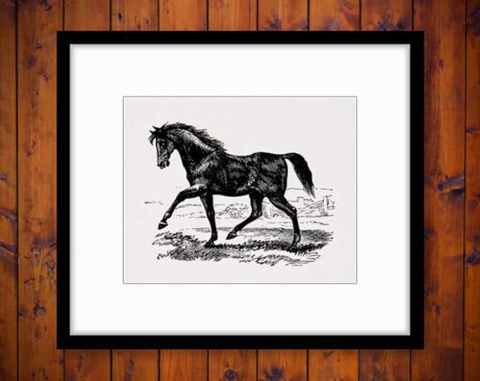 Antique Horse Image Printable Download Digital Graphic Illustration Vintage Clip Art Jpg Png Eps HQ 300dpi No.2314