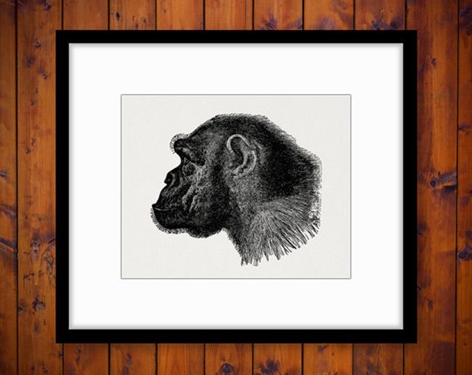 Digital Printable Chimpanzee Monkey Download Close Up Graphic Image Antique Clip Art Jpg Png Eps HQ 300dpi No.2598